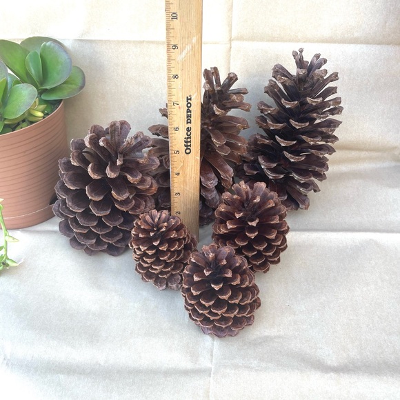 Florida Pine Cones Set Of 6 Clean & Sprayed W/ Clear Gold Finish - Picture 7 of 9